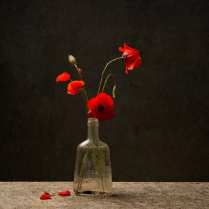 Coquelicot