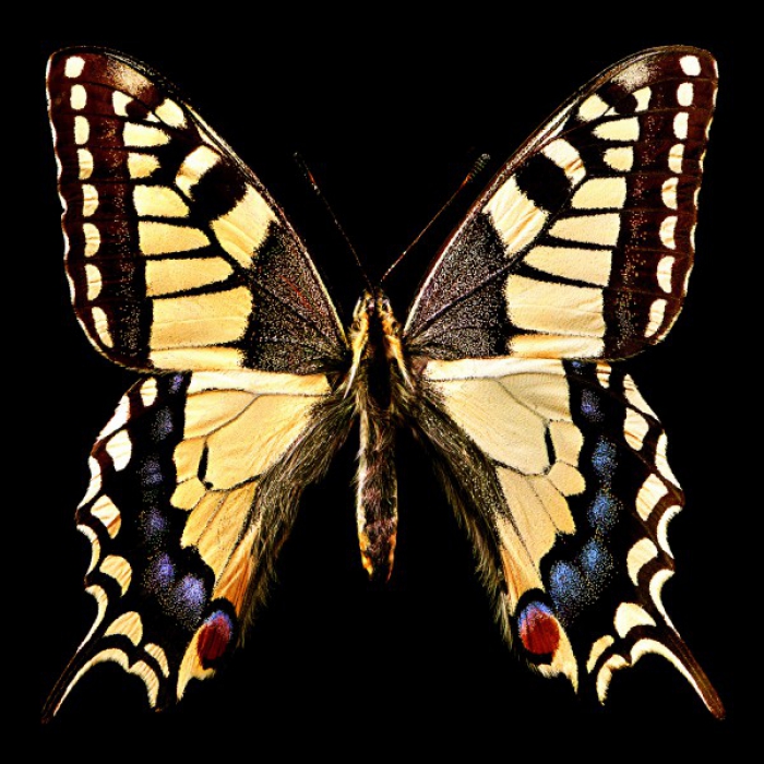 Papillion de Hollande