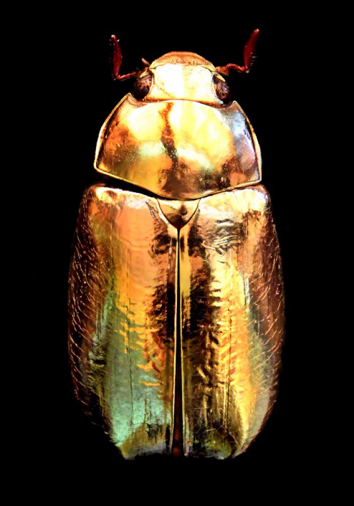 Golden Scarab