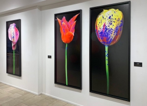 Tulip Mania