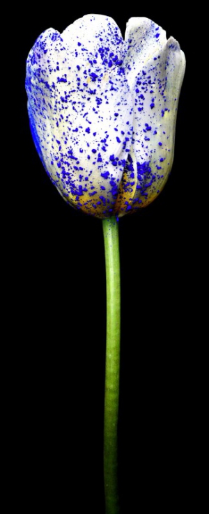 Dutch Tulip