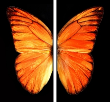 Vlindertje van Oranje (tweeluik)