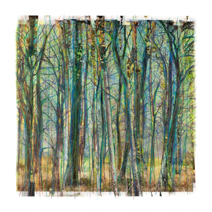 Collected Forest No.03.2