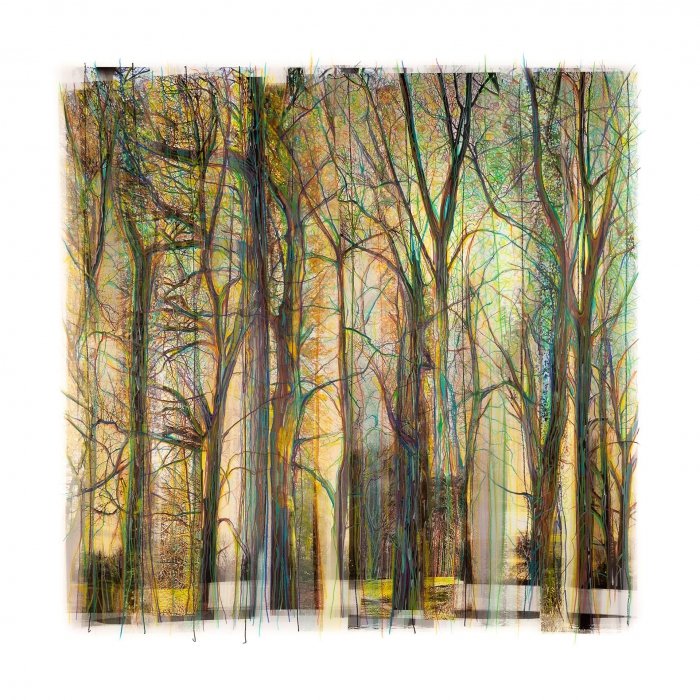 Collected Forest No.09.1 *