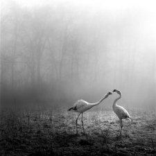 Tierwald #115