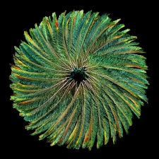 Circle of Life