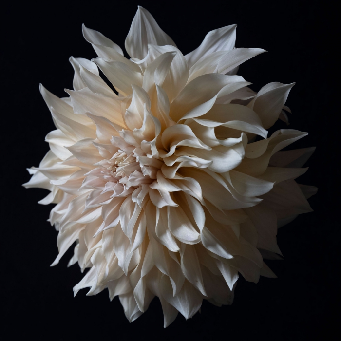 Dahlia Silk - Museumplex - 1/9