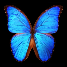 Free Spirit - 3/7