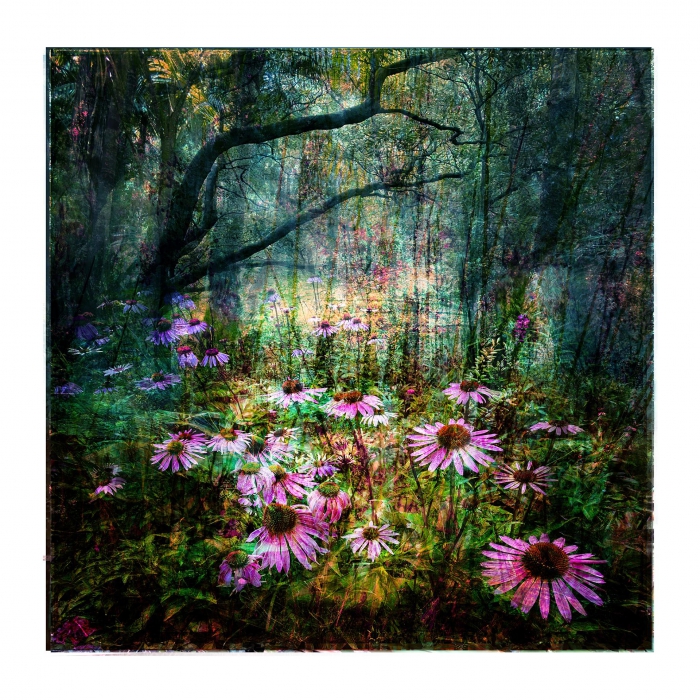Mixed Forest No. 24 - 1/3
