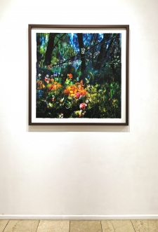 Mixed Forest No. 11 - 1/3