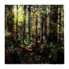 mixed-forest-no-19-1-3