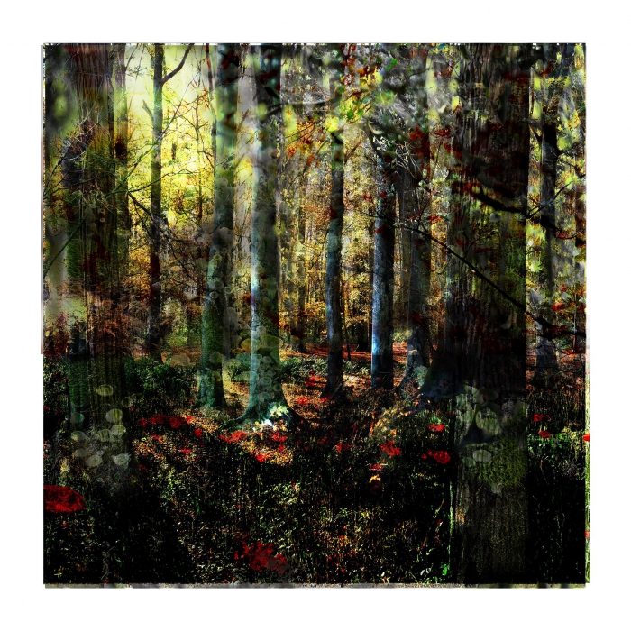 Mixed Forest No. 19 - 1/3