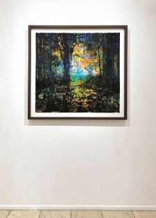 mixed-forest-no-49-1-3