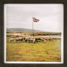 A Gather of Sheep, 2011 - Jon Tonks