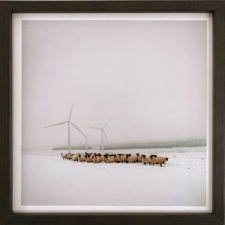 Blackfaced ewes and wind turbines at Patricia's farm, 2014 - Sophie Gerrard