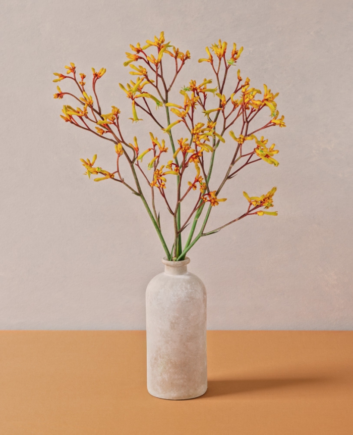 * Anigozanthos in a beige vase *