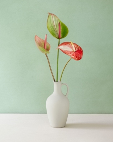 Anthurium in white vase