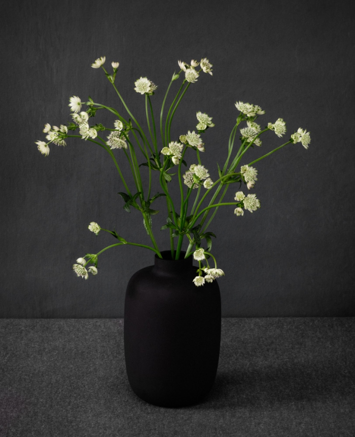 Astrantia in a black vase