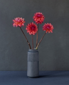 Dahlias in a blue vase