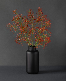 rosehips-in-a-black-vase