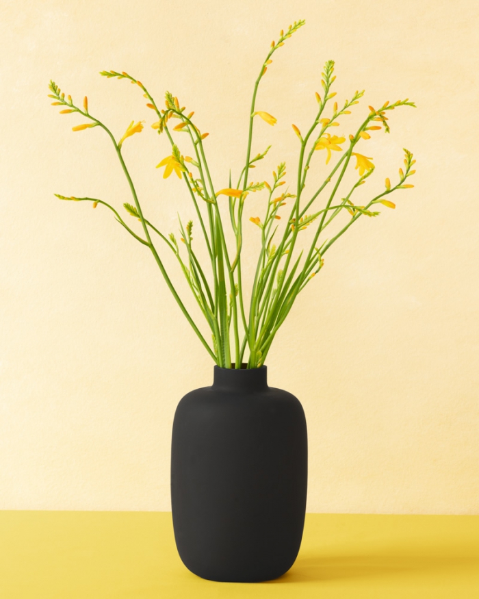 Mombretia in a black vase