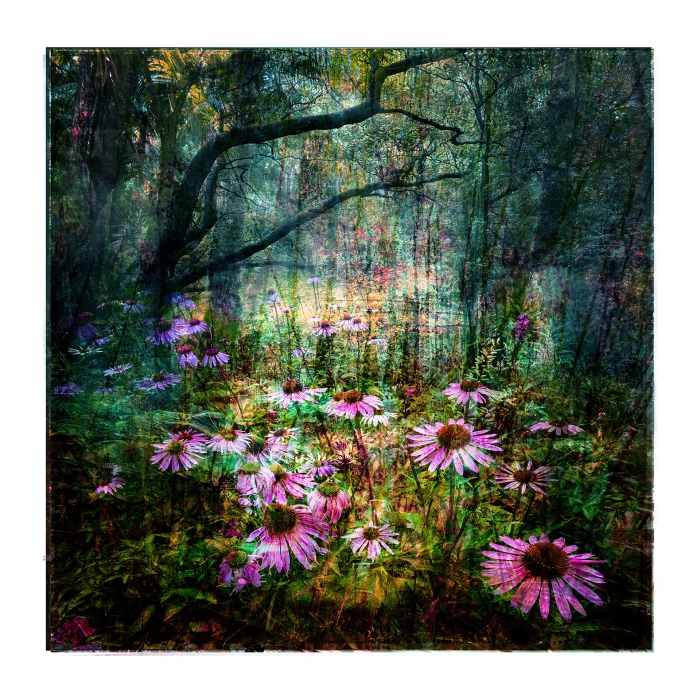 Mixed Forest No.24 - editie 2/3 *