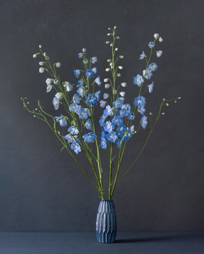 Delphinium in blue vase