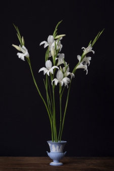 Mini Gladiolo - 5/20 *