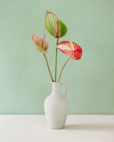 Anthurium in a white vase 1/5