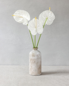 Anthurium in a beige vase 1/5