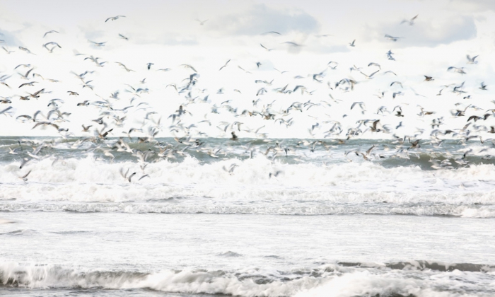 Portraits of the sea #5 - 1/10 (Small)