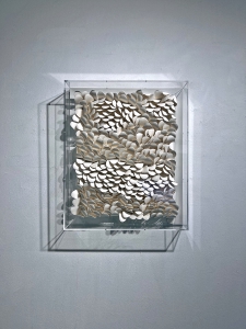 Wave - plexi