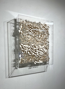 Wave - plexi