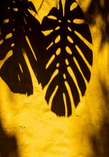 Guatemala Yellow 1/10
