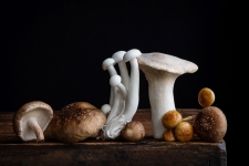 Paddestoelen 5/20