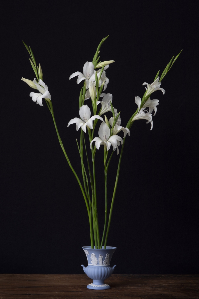 Mini Gladiolo - 8/20