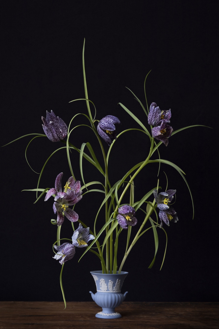 Kivietsbloem - 5/20