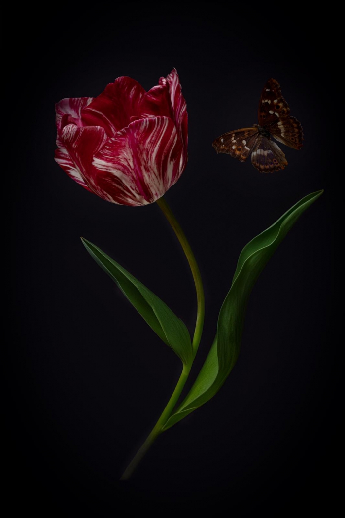 Tulip Portrait  1 - 2/20