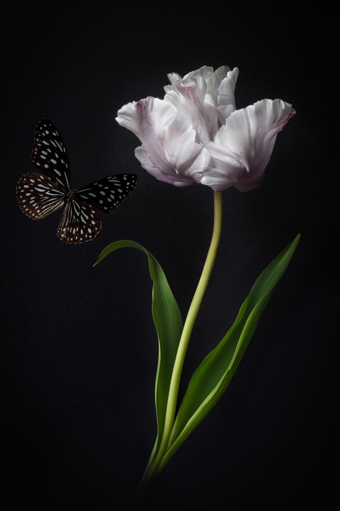 Tulip Portrait  2 - 2/20