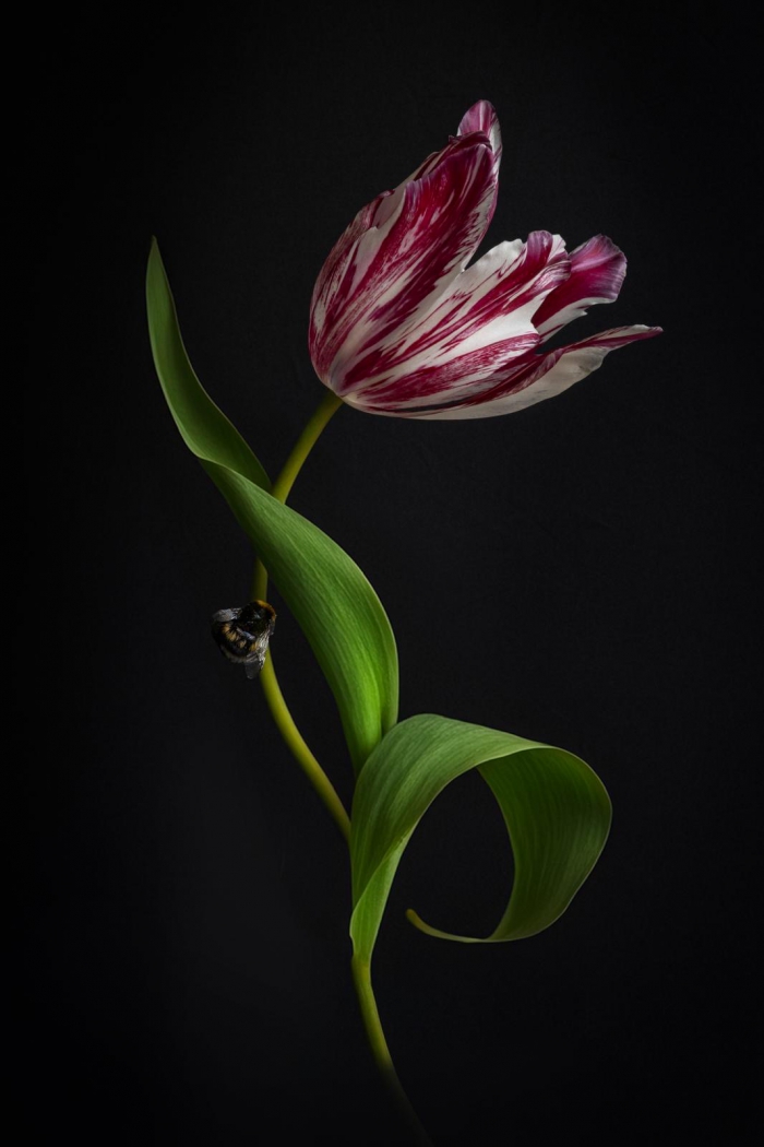 Tulip Portrait  3 - 2/20