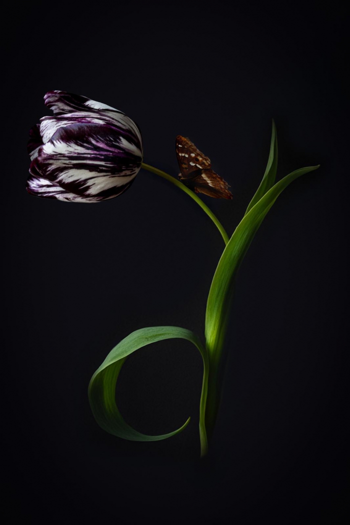 Tulip Portrait  4 - 2/20