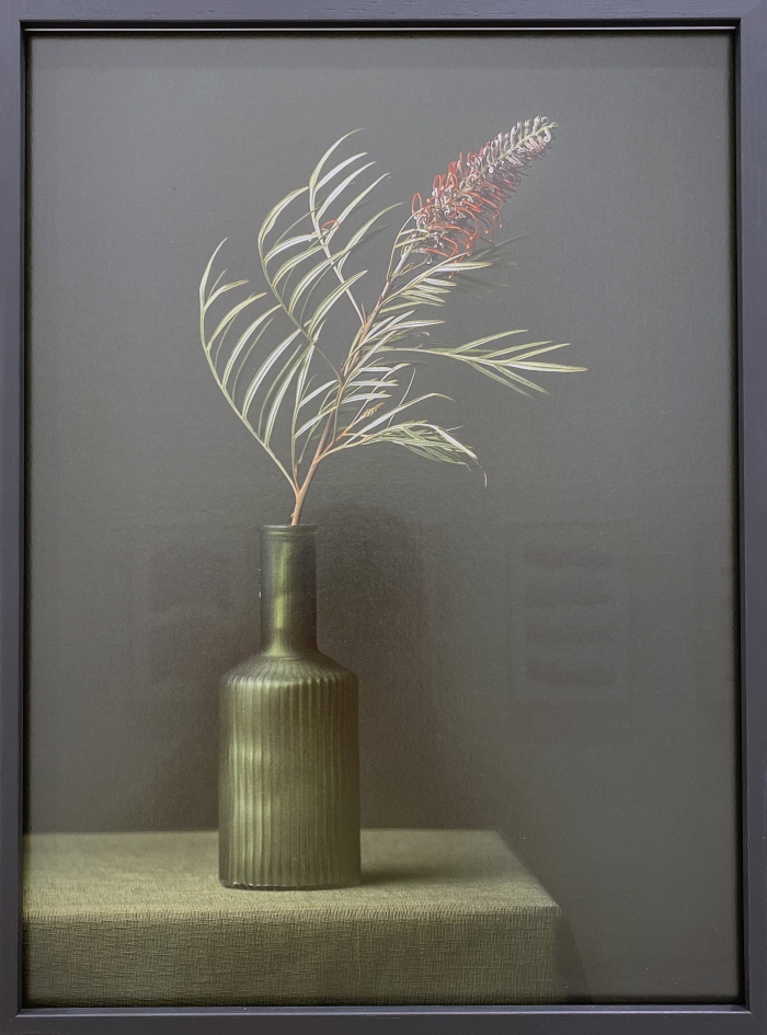 Callistemon