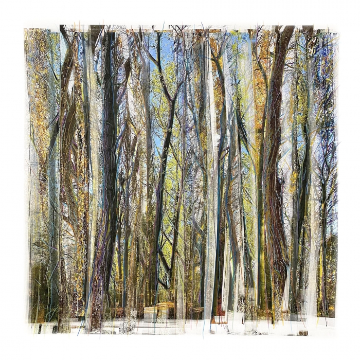 Collected Forest / No. 04.1