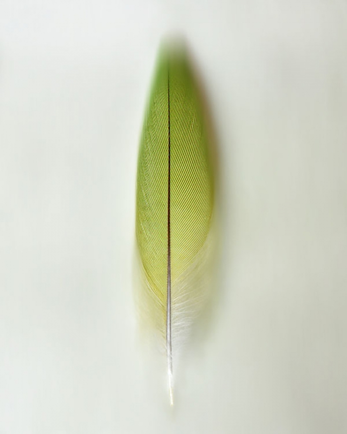 Little Greene - 3/8