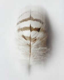 the-wise-spirit-1-8