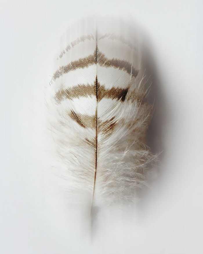 The Wise Spirit - 1/8