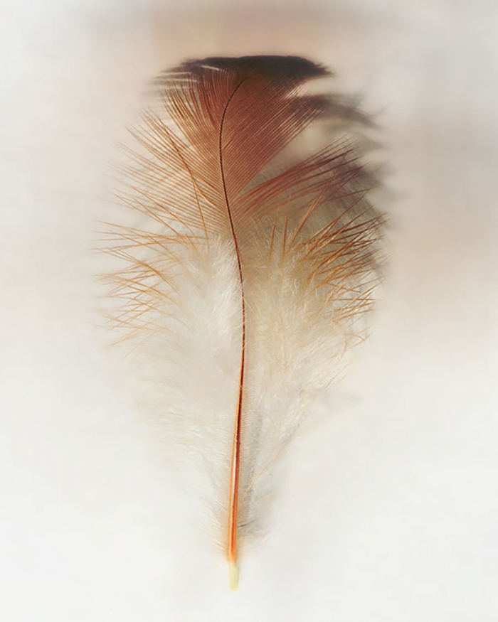 Featherington - 4/8