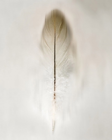 free-spirit-2-8