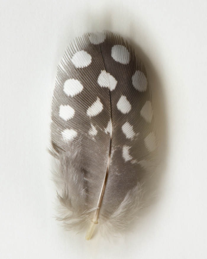 Polkadot - 2/8