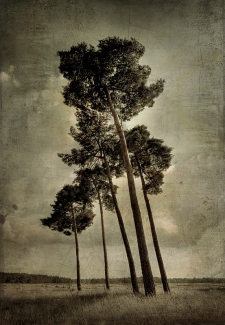 5 Trees